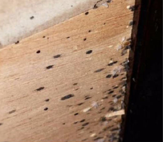 black-spots-bed-bug-and-pest-control-Cincinnati-Dublin-Ohio