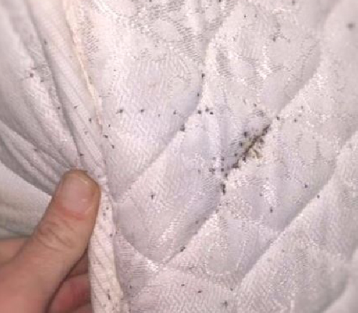 bed-bug-molts-bed-bug-and-pest-control-Cincinnati-Dublin-Ohio