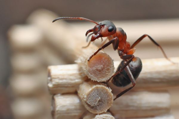 Ant Up Close