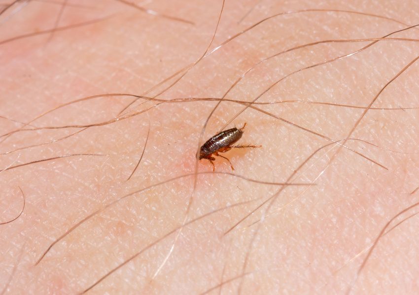 Natural Home Remedies for Flea