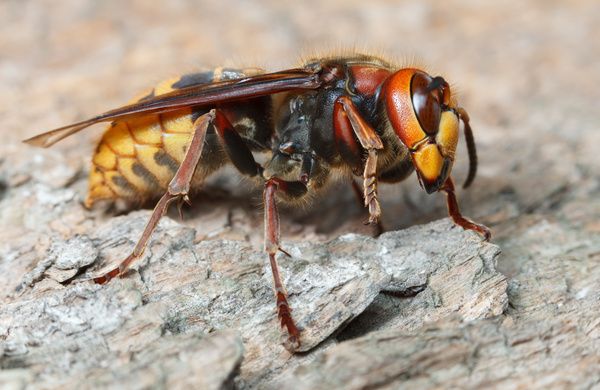 Hornet Up Close