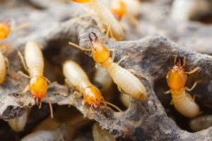 Termite Infestation Columbus Ohio