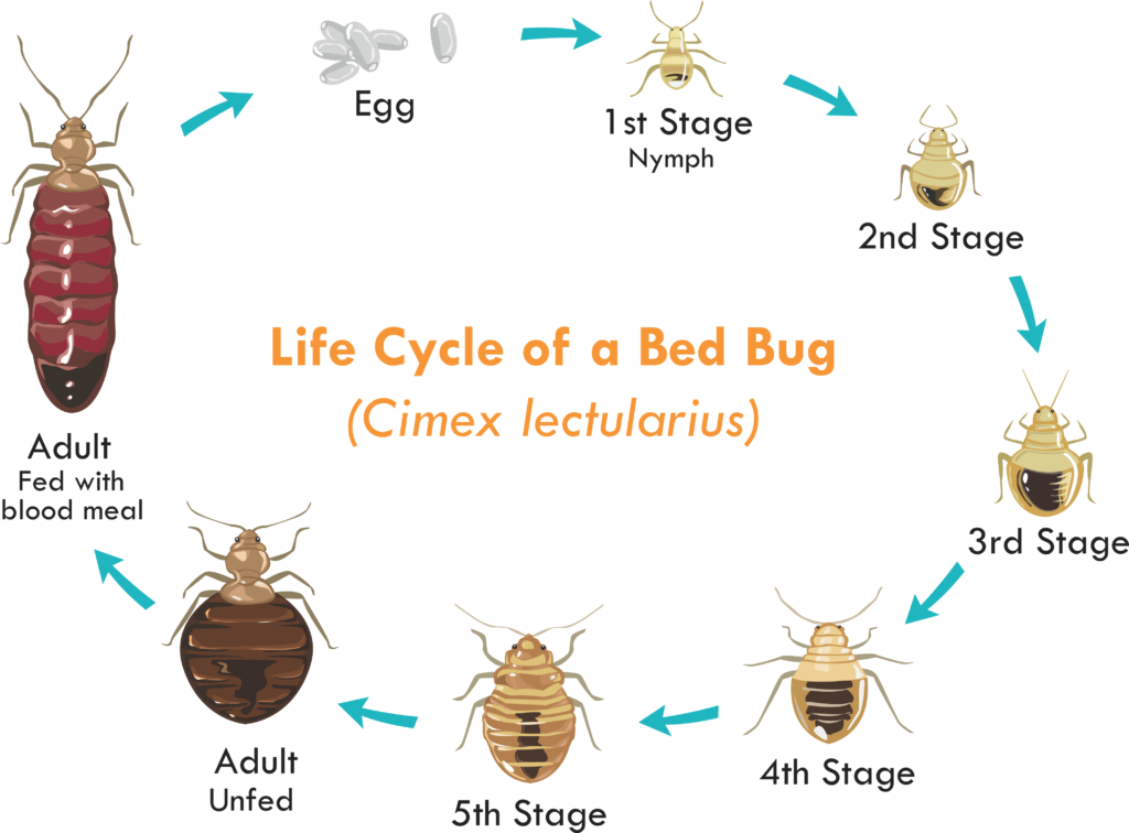 Bed Bug Life-Cycle