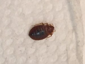 bed bug on cover