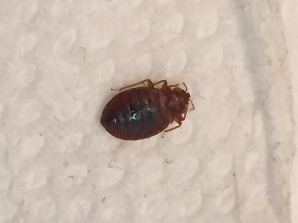 Do Bed Bug Covers Work Discover, Can Bed Bugs Chew Through Mattress Covers