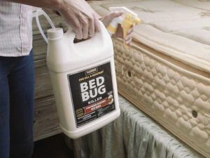 Bed Bug Chemical Spraying