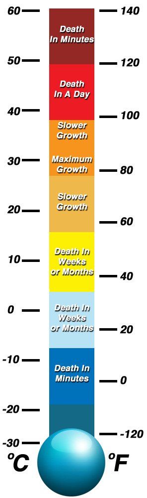 Bed Bug Temperature Guide