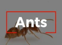Integrity Pest Control - Ants Home Image