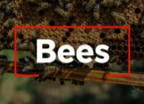 Integrity Pest Control - Bees Home Image