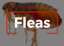Integrity Pest Control - Fleas Home Image