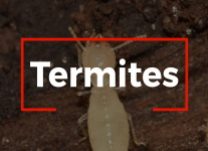 Integrity Pest Control - Termites Home Image